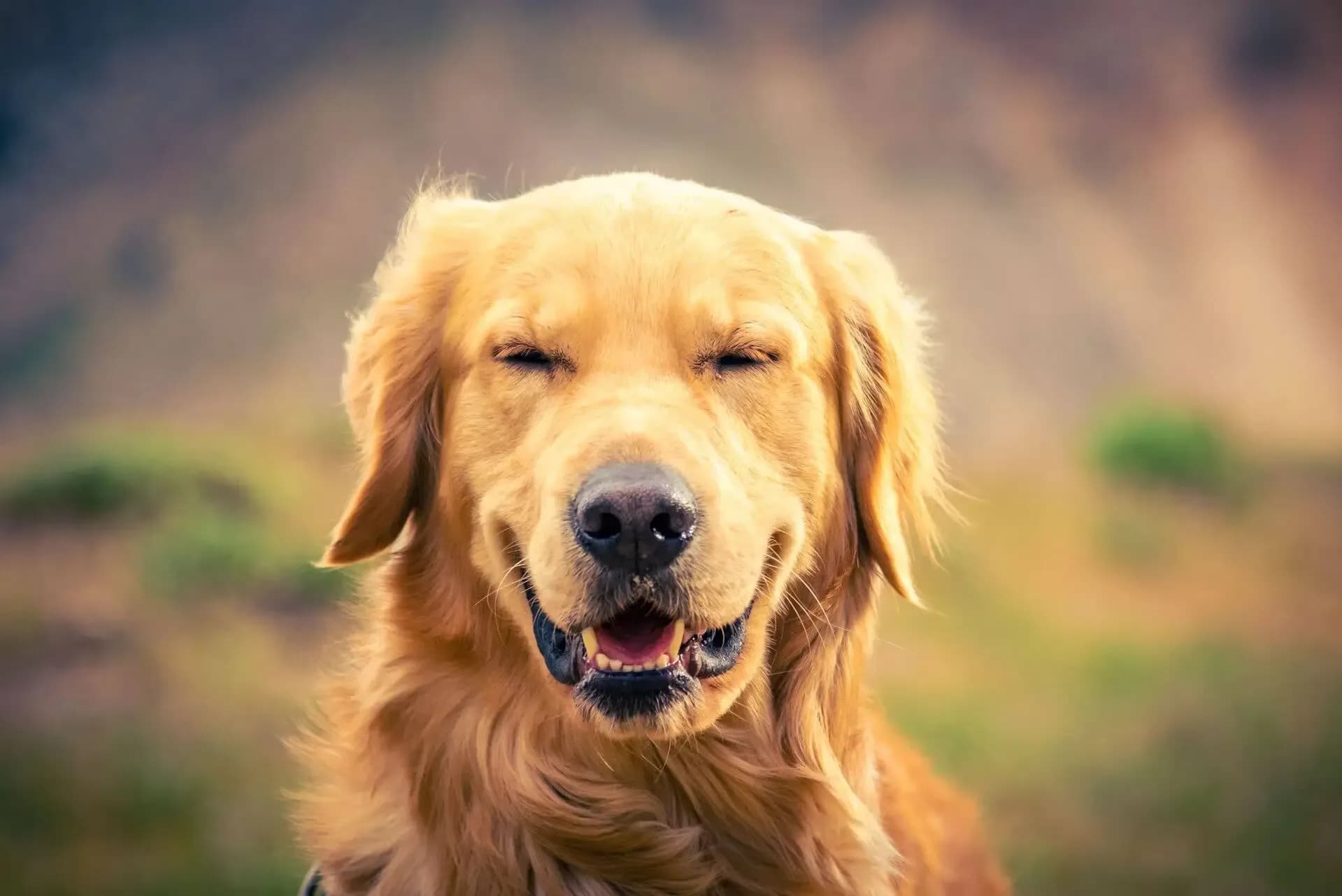 Close-up portrait of a golden retriever smiling with its eyes gently shut, bathed in warm natural light against a softly blurred, earthy background.