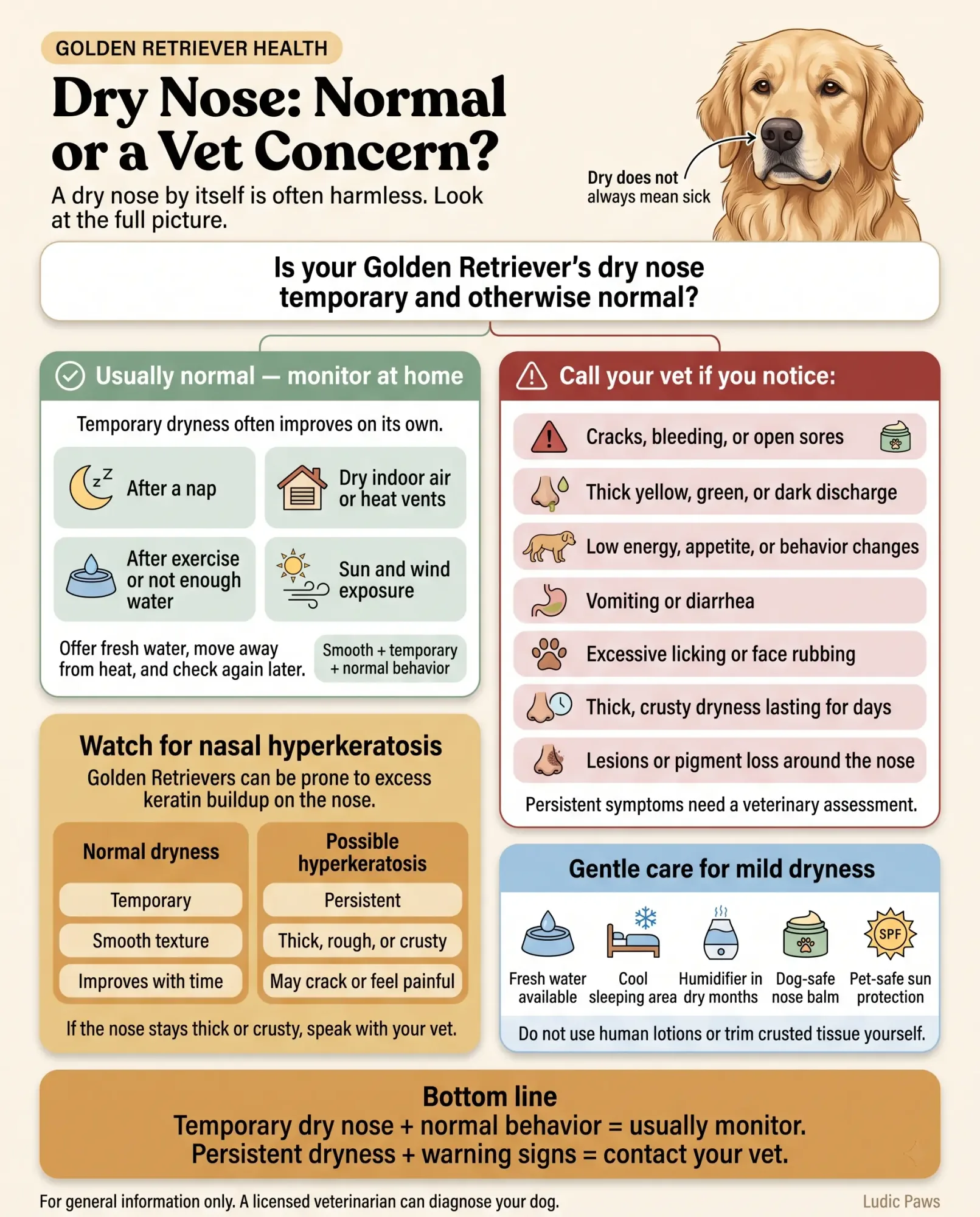golden-retriever-dry-nose-normal-vs-vet-infographic