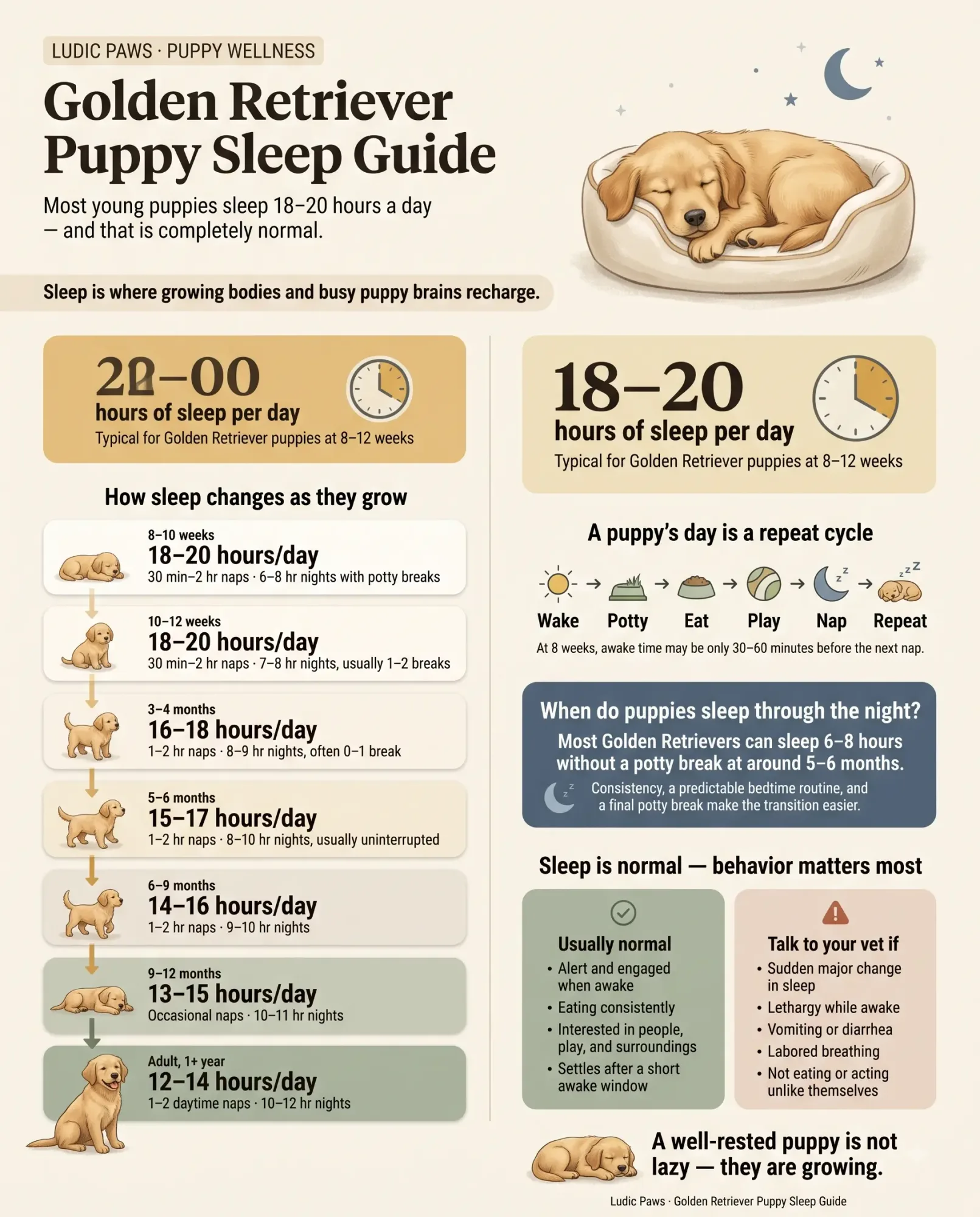 golden-retriever-puppy-sleep-schedule-infographic.webp